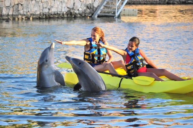 Kayaks y delfines